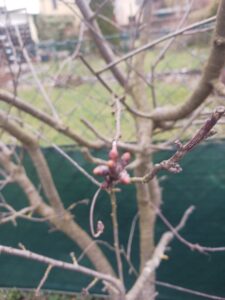 Cherry tree buds